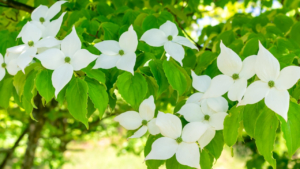 樹木葬 ヤマボウシながの川中島 が年4月 長野市にオープン予定 長野市の葬儀 家族葬はトミアキホール